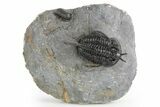 Devil Horned Cyphaspis Walteri Trilobite - Mrakib, Morocco #252524-3